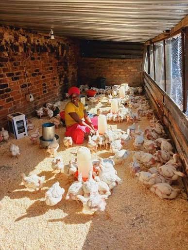 chicken pic chicken pic